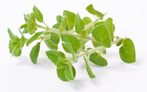 Band Fungent Broad contains oregano oil