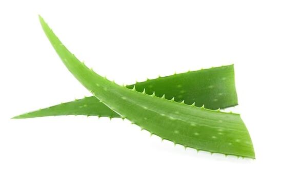 Funggeent Band contains Aloe Vera