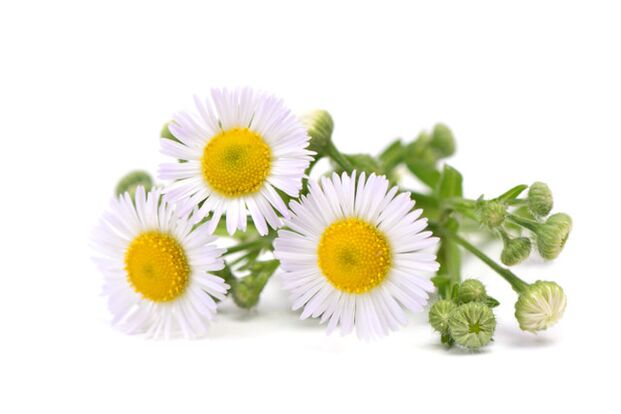 Funggeent Band contains chamomile extract