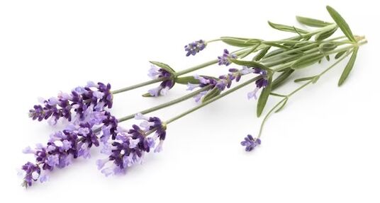 Funggeent Band contains lavender oil