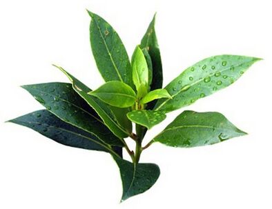 The end of the end of the band contains tea tree oil